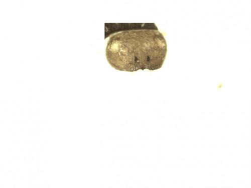 Réf. 245 227 : Epeolus sp.
